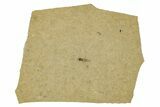 Fossil Insect (Homoptera) - Cereste, France #255960-1